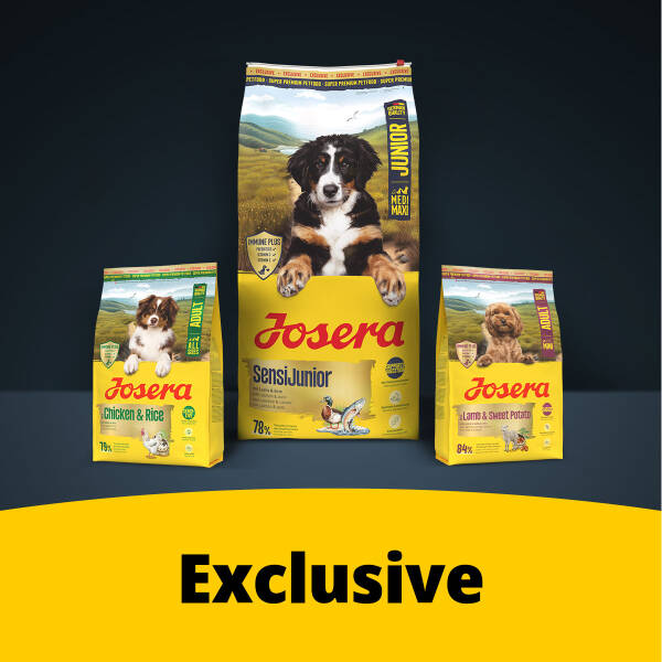 hundebett abwaschbar Orthopdisches Hundebett by Doctor Bark