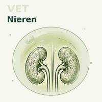 Nieren