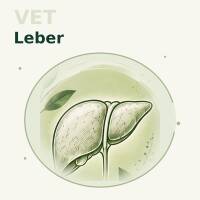 Leber