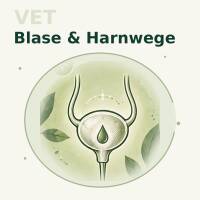 Blase & Harnwege